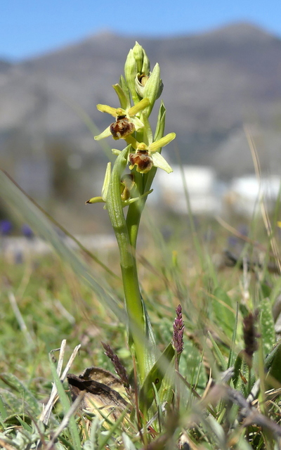 Ophrys precoci nellAbruzzo sud orientale 2022